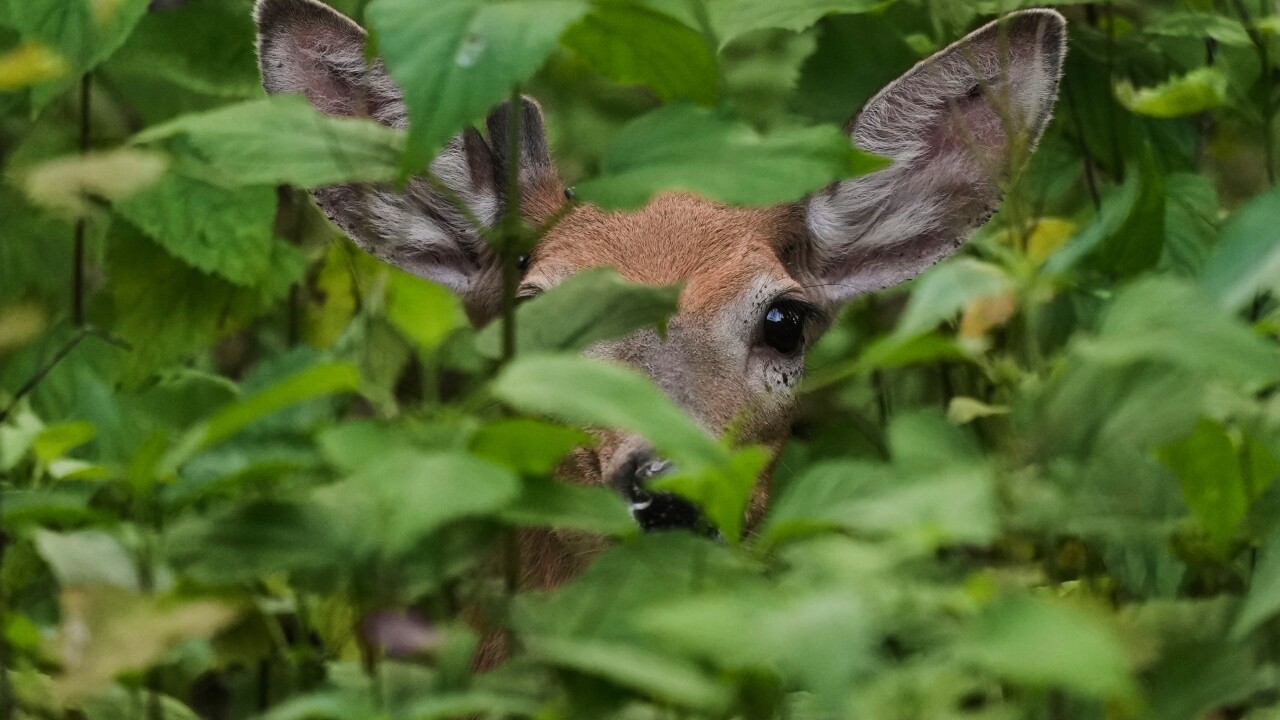 White-tailed deer in undergrowth