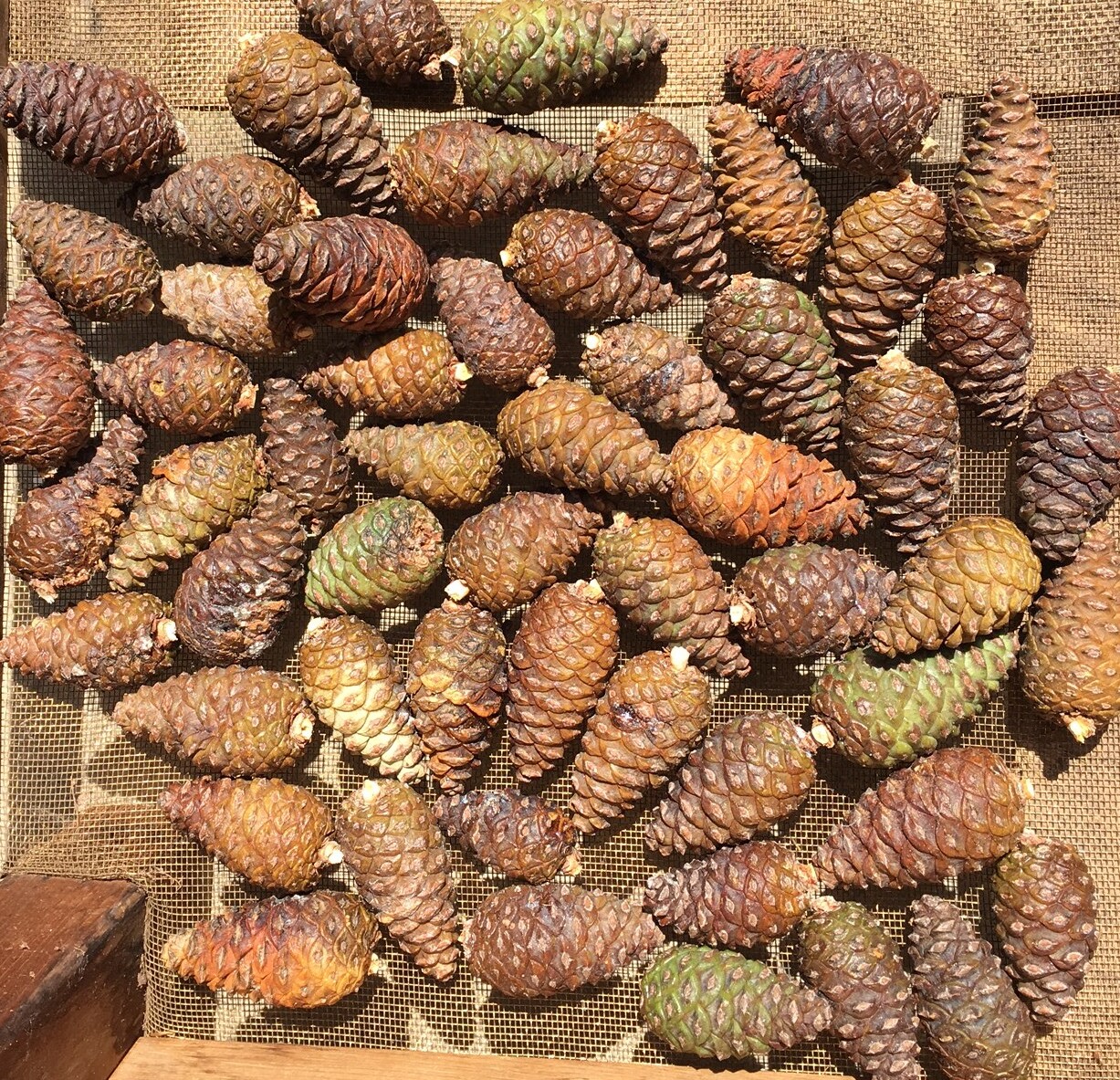 Fresh Picked Cones - DNR.jpeg