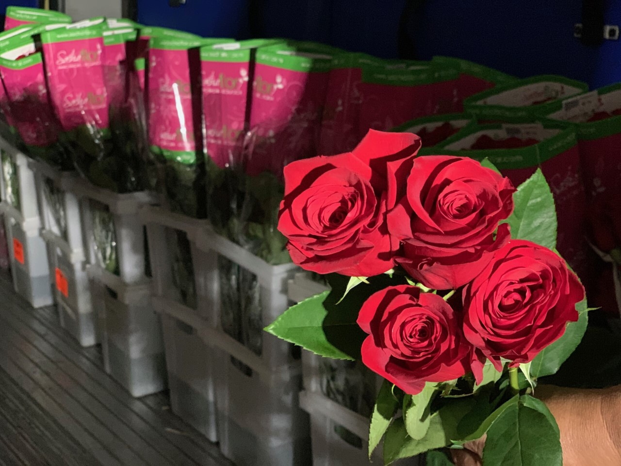 Kroger makes Derby rose garland with 465 roses