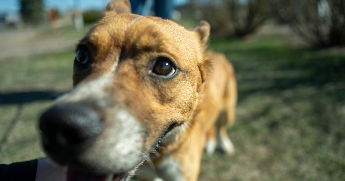Great Falls Animal Shelter set to host 'Barking Lot' event - Vimarsana News