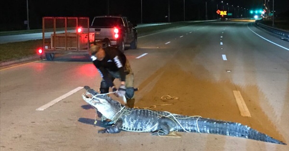 Photos: Huge gator captured on Florida roadway in the middle of the night