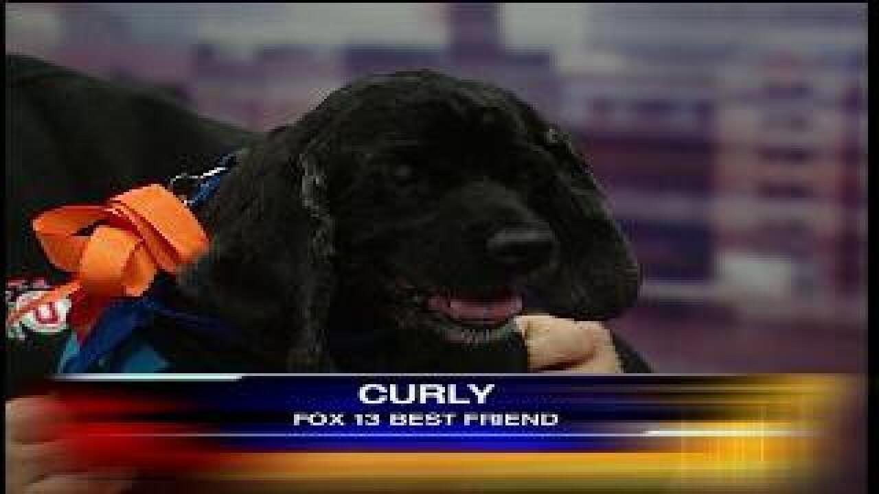 FOX Best Friend: Curly