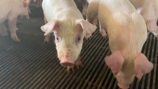 pig.PNG