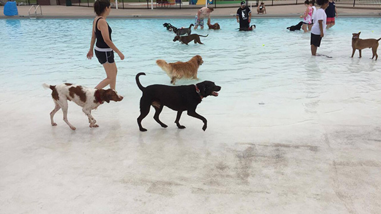 PHOTOS: Dogs take to the pool for Pooch Plunge