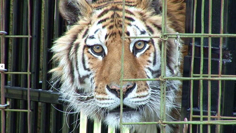 Kimba-Tiger-BIG-CAT-RESCUE.jpg