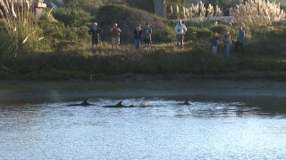 dolphins.jpg