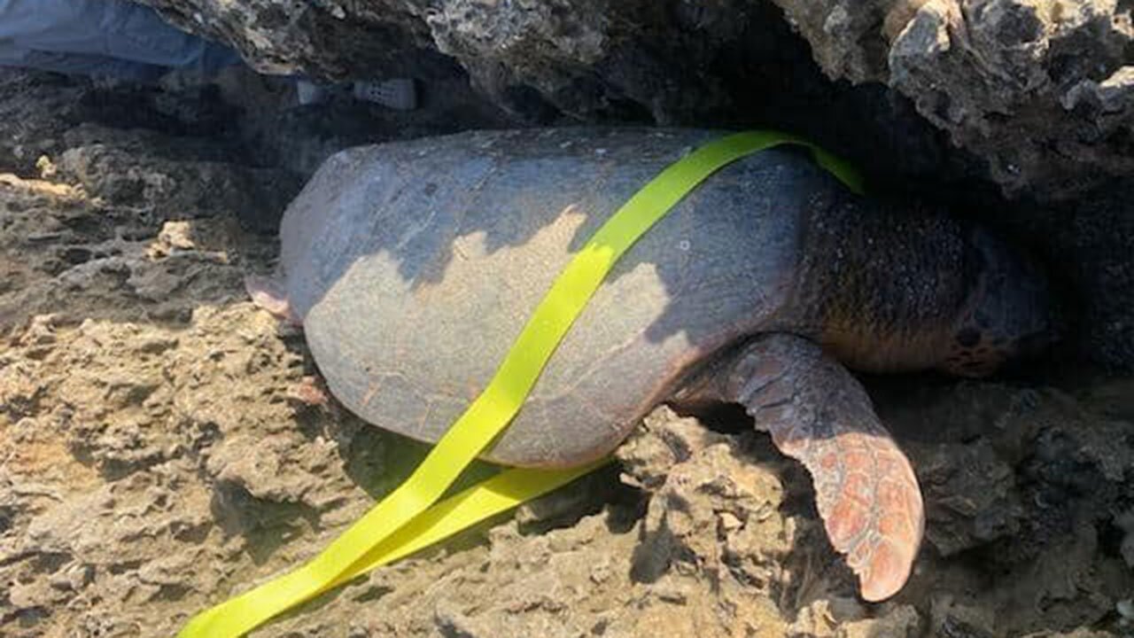 Martin County loggerhead turtle rescue