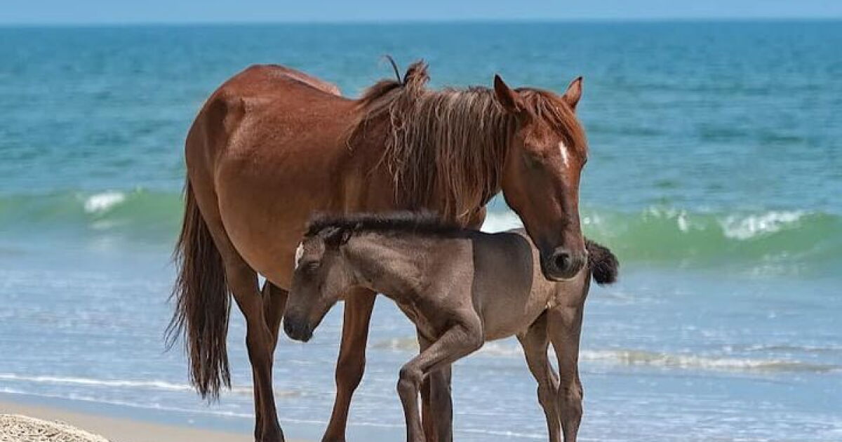Second Corolla wild horse dies after being struck & injured by vehicle