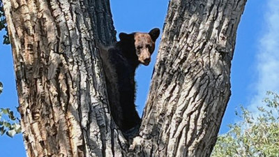 Bear spotted in Denver's Platt Park neighborhood as Colorado reports surge in sightings.png