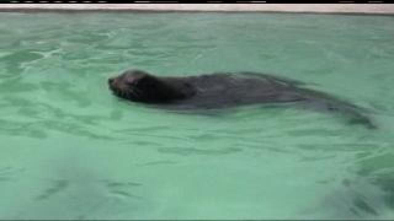 Blind sea lion finds new home at Hogle Zoo