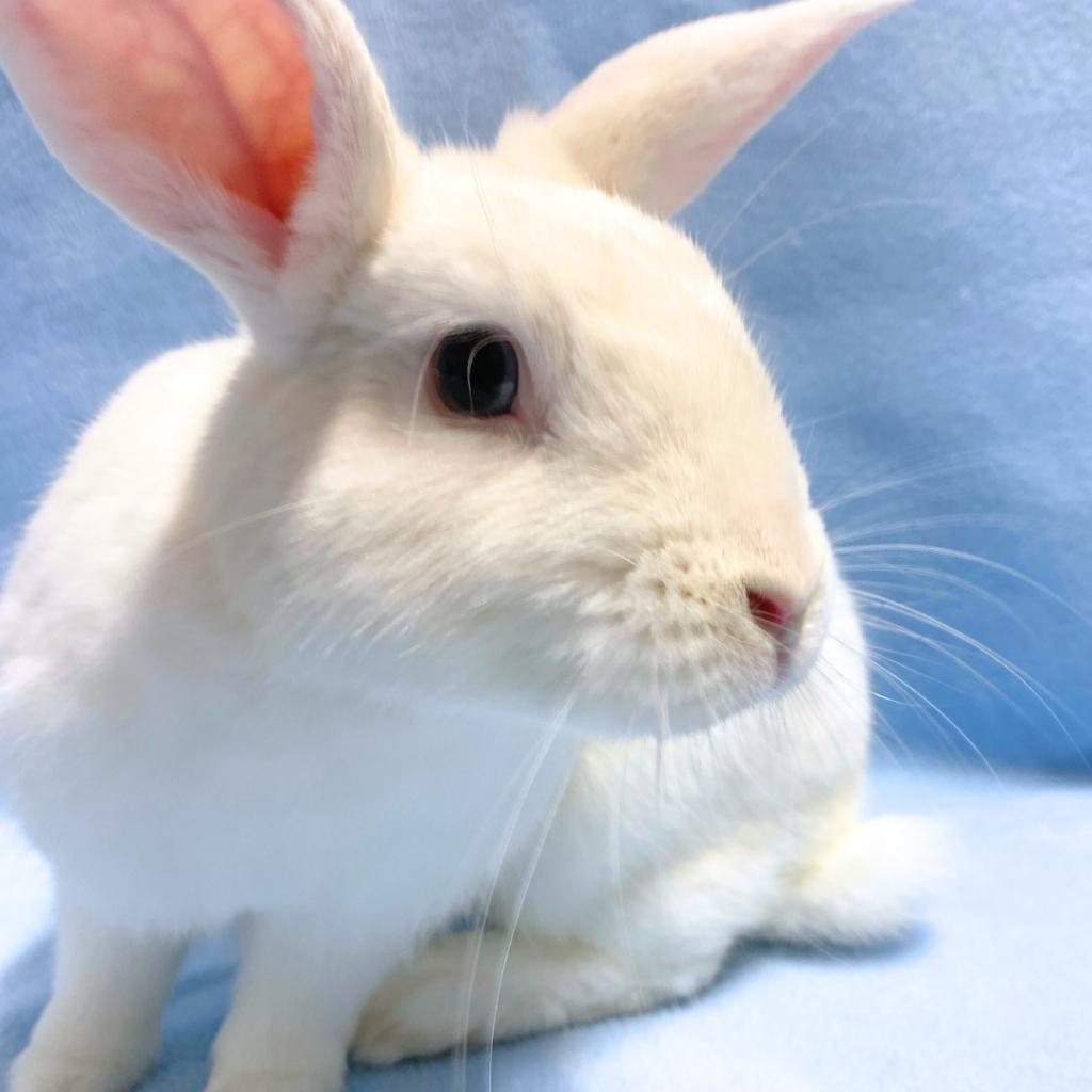 Pet of the Week Alfie.png