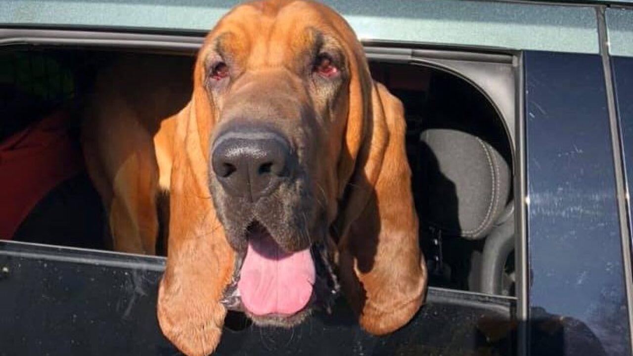 Get Centerville Police Get New Bloodhound For Free Wallpaper Centerville Police Get New Bloodhound Free