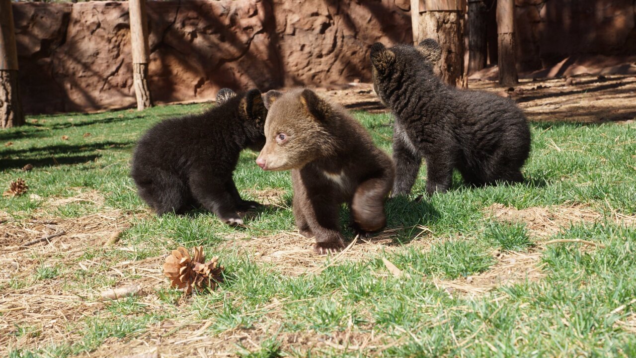 black bear cubs