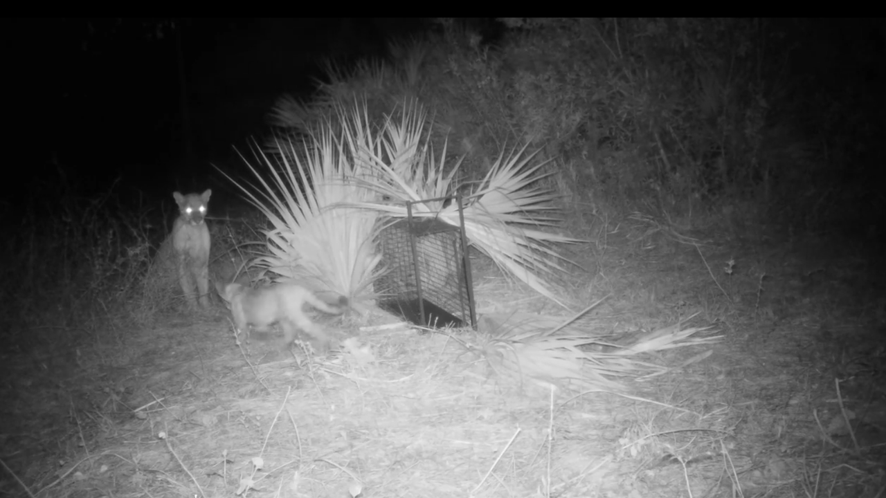 Baby panther reunion FWC2.png