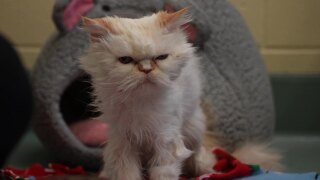 Poster image (35).jpg