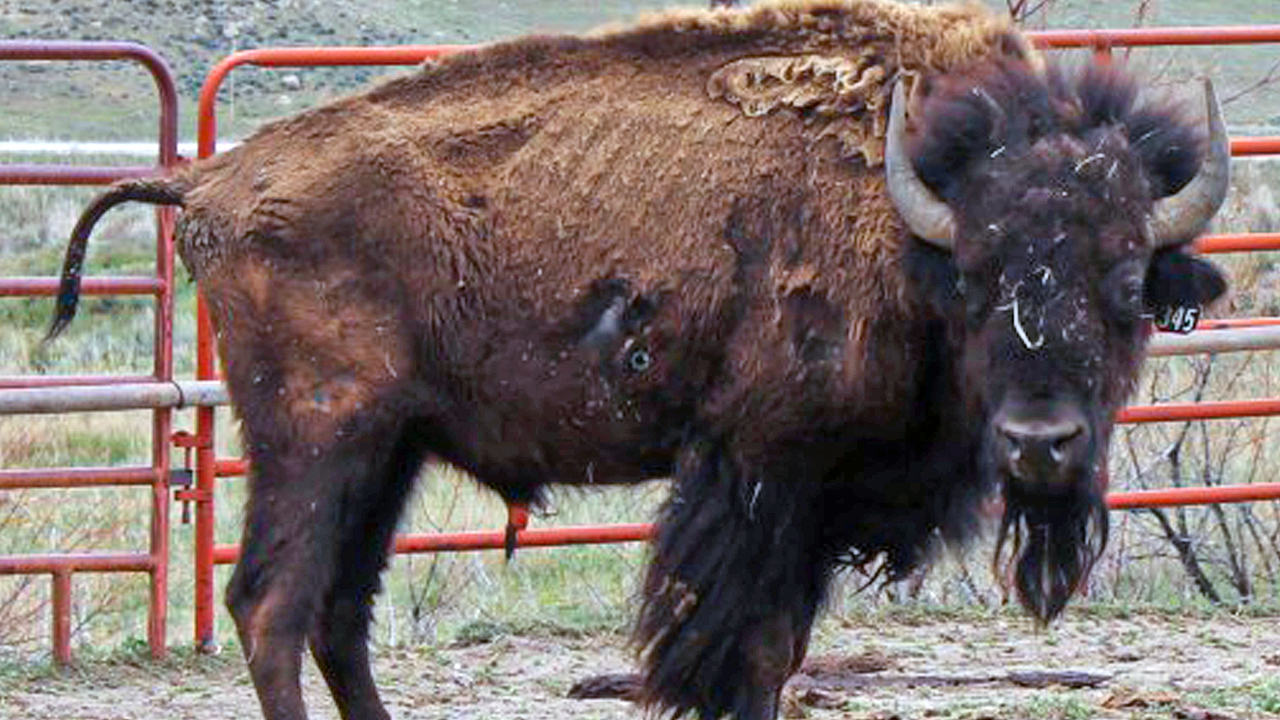 bison.png