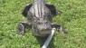 VIDEO: Gator removed from Fort Myers complex