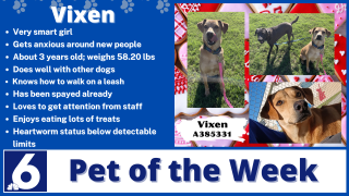 Pet of the Week Vixen 