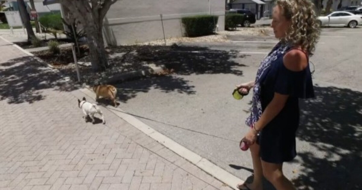 Nutrisource Large Breed Puppy Chicken And Rice Dry Dog Food Petflow