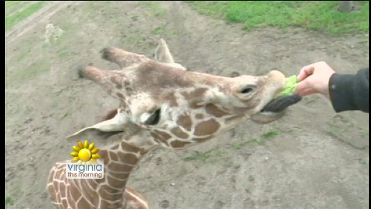 Lions, Tigers, Giraffes, Oh my!