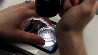 Trump IVF