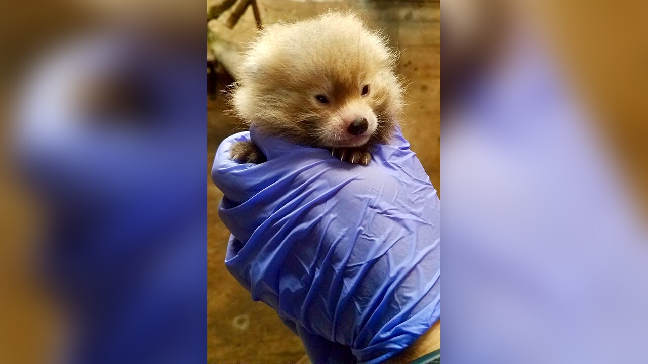 Kansas City Zoo red panda triplets
