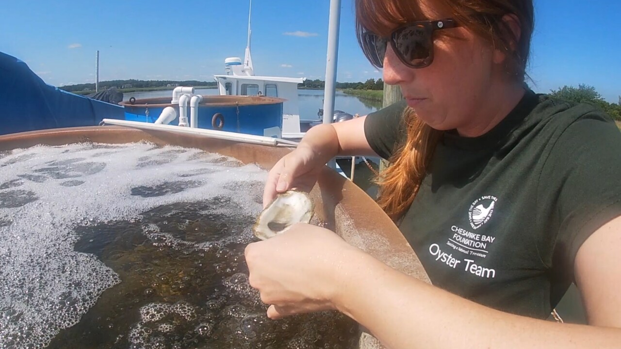 OYSTERS.jpg