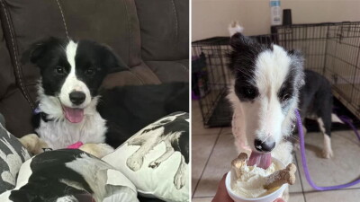 Alan Cale says Nadia (left), formerly known as border collie 4, has had little trouble adjusting to her new life in Port St. Lucie. Leila (right) has found a good home in Central Florida with Colleen Tilley.
