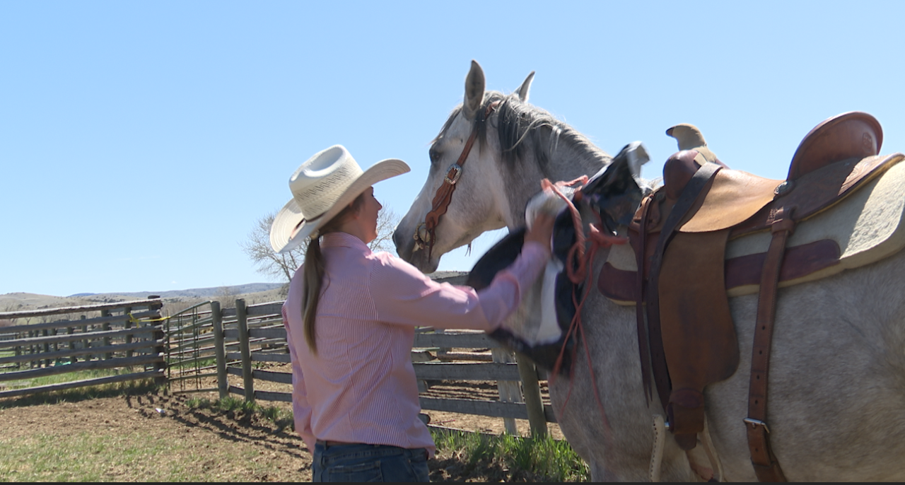 Horse 'Grey Goose' gets desensitized with bags of rock