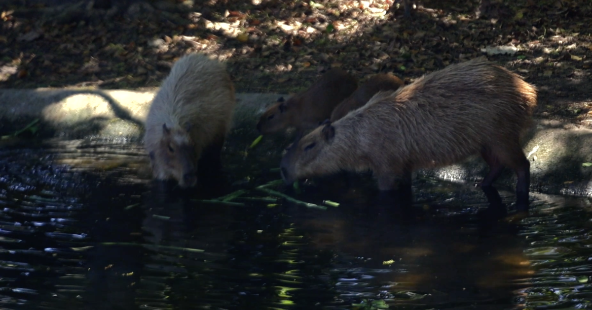 Palm Beach Zoo to relaunch 'Capybara Experience' this summer featuring pup trio