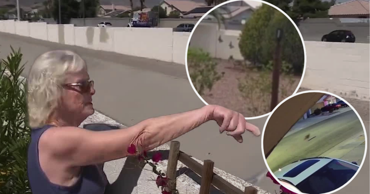 Northwest locals seeing more coyotes in their neighborhoods as weather warms up