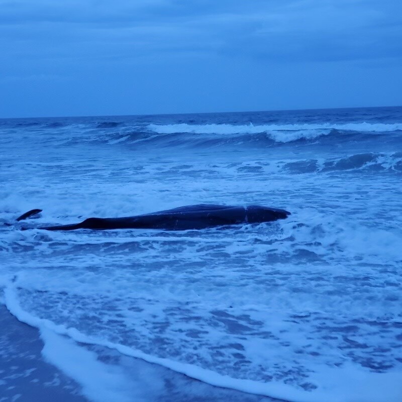 Whale stranded on OBX beach to be put down, public advised to avoid the water