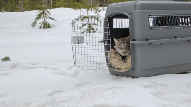 Lynx-3.jpg