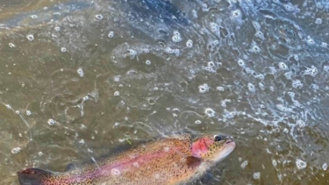 4,000 pounds of Rainbow Trout released to Cachuma Lake ahead of Fish Derby