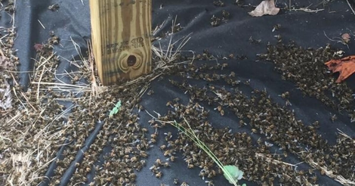 Millions of bees die after insecticides sprayed