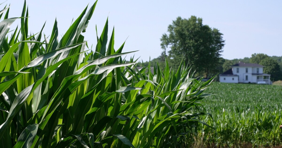 heat-and-hail-a-midsummer-checkup-on-kent-county-s-crops