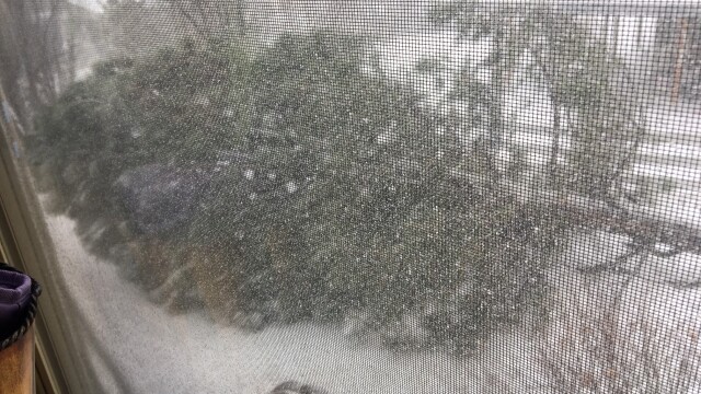 Tree down in Centennial by Aurora Stein at 1233pm 2.jpg