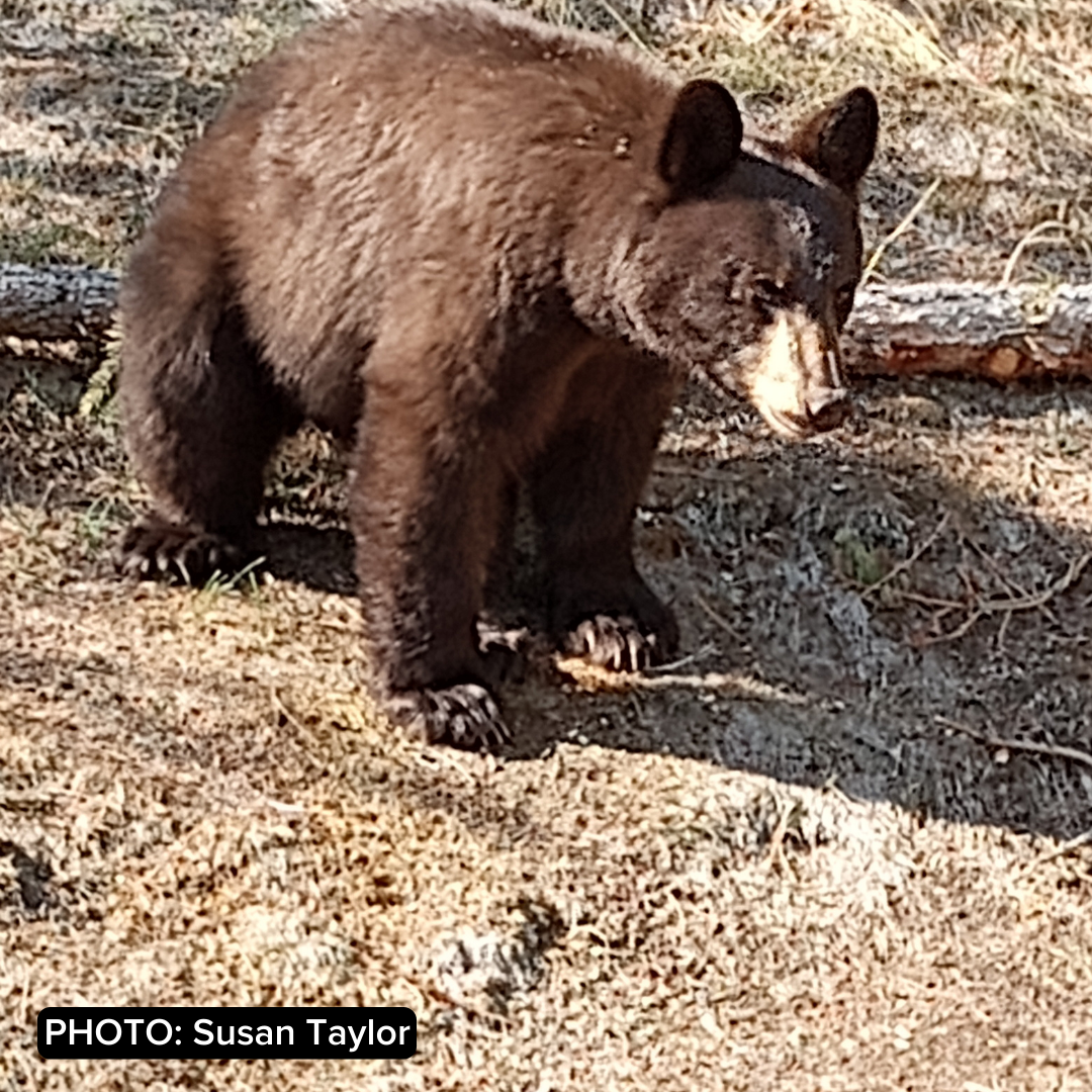 Black bear in Helena