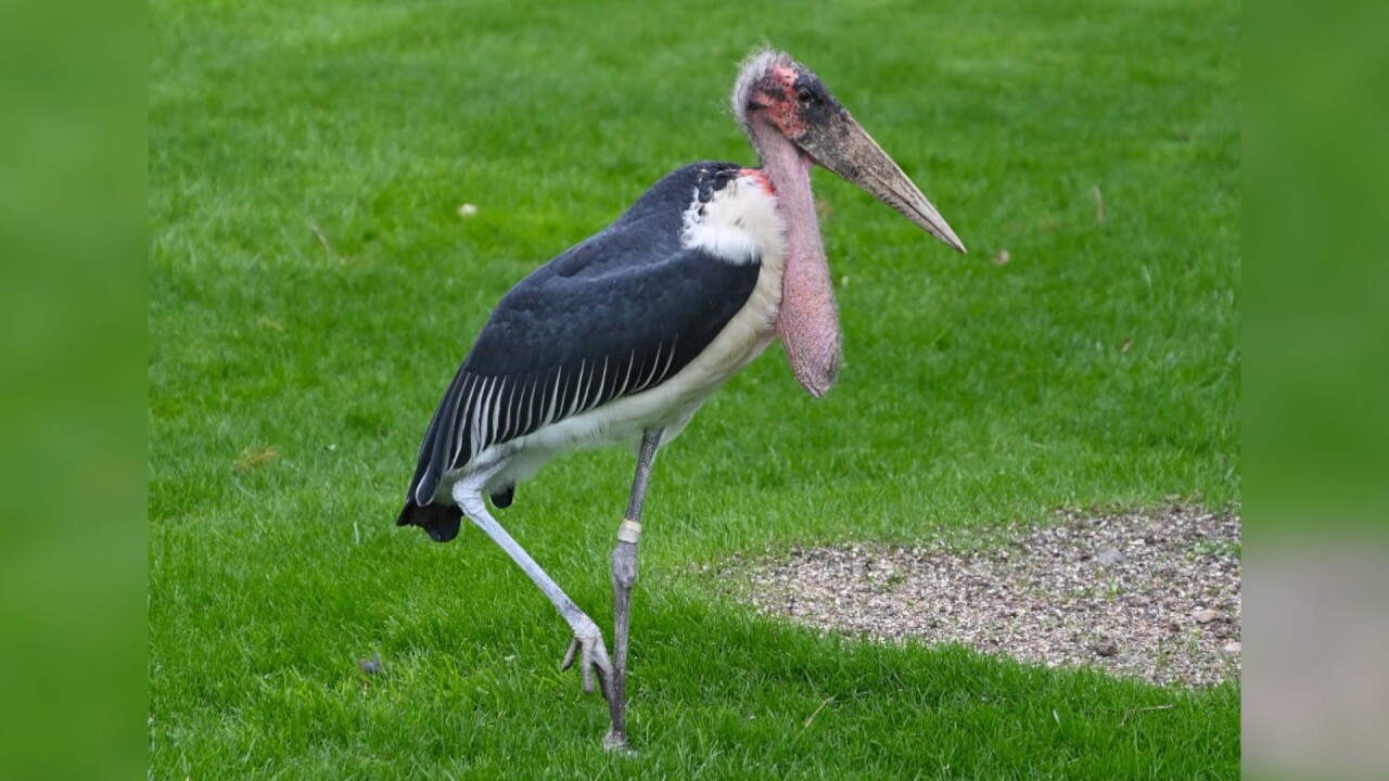 marabou stork 3.jpg