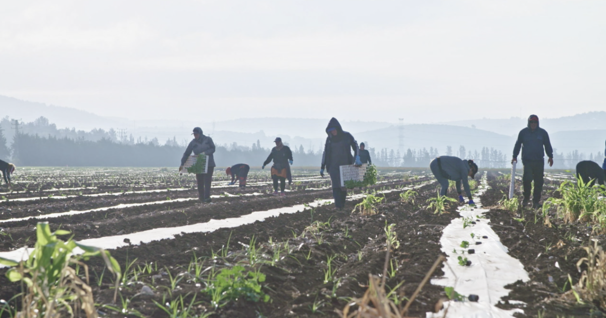 UArizona research shows perseverance in Tucson food industry