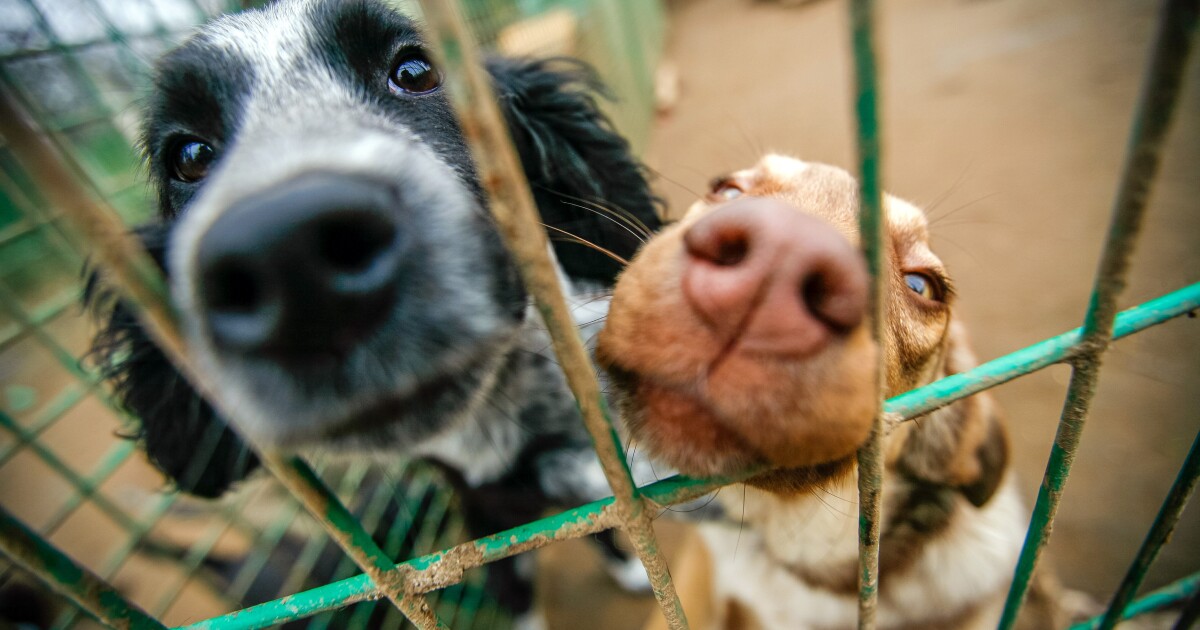 Metro Nashville Animal Care & Control temporarily closing intake due to maximum capacity