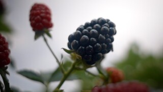 A blackberry grown by University of Florida researchers at the Gulf Coast Research and Education Center 