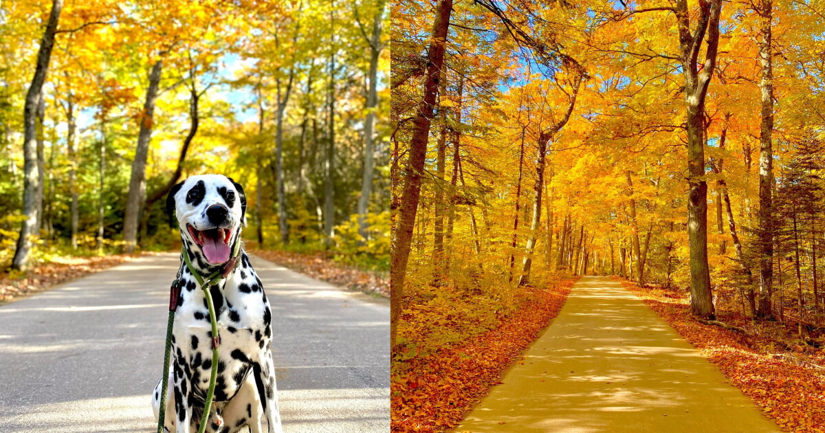 Fall colors are behind last year. Where can we see them right now? - Vimarsana News