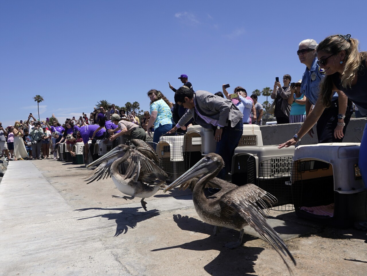 Starving Pelicans