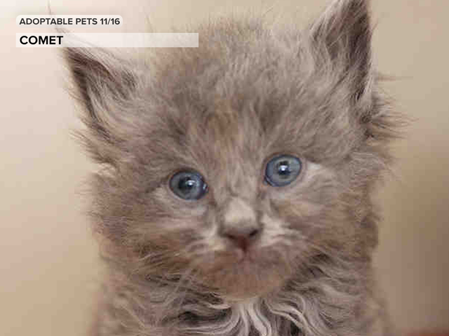 See 24 cute kittens and pups available for adoption in the Denver metro area See 24 cute kittens and pups available for adoption in the Denver metro area