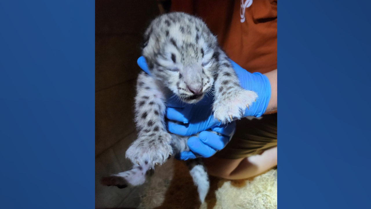 Snow Leopard Cub at John Ball Zoo.jpg