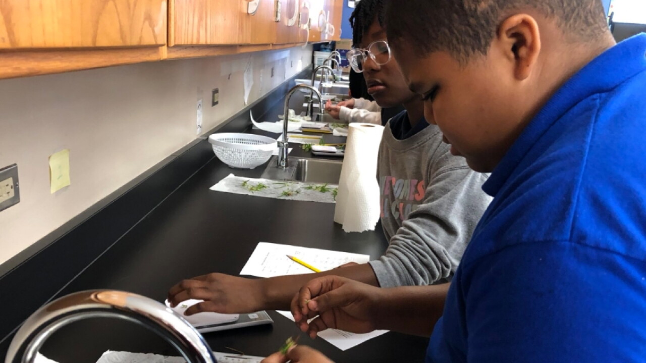 Greenacres students growing endangered orchids