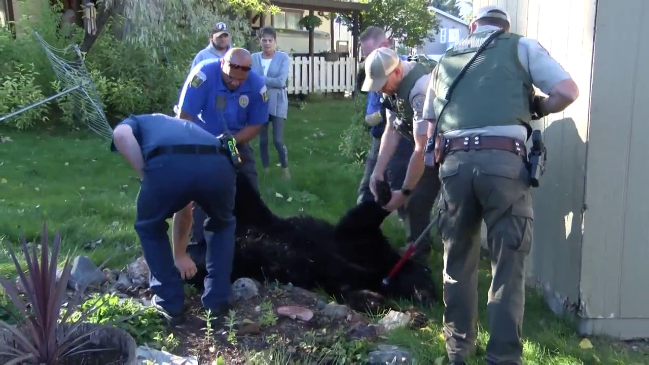 Authorities tranquilized and captured a black bear in a Helena mobile home park on Tuesday