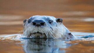 A,North,American,River,Otter,,Lutra,Canadensis,,Swimming,On,The