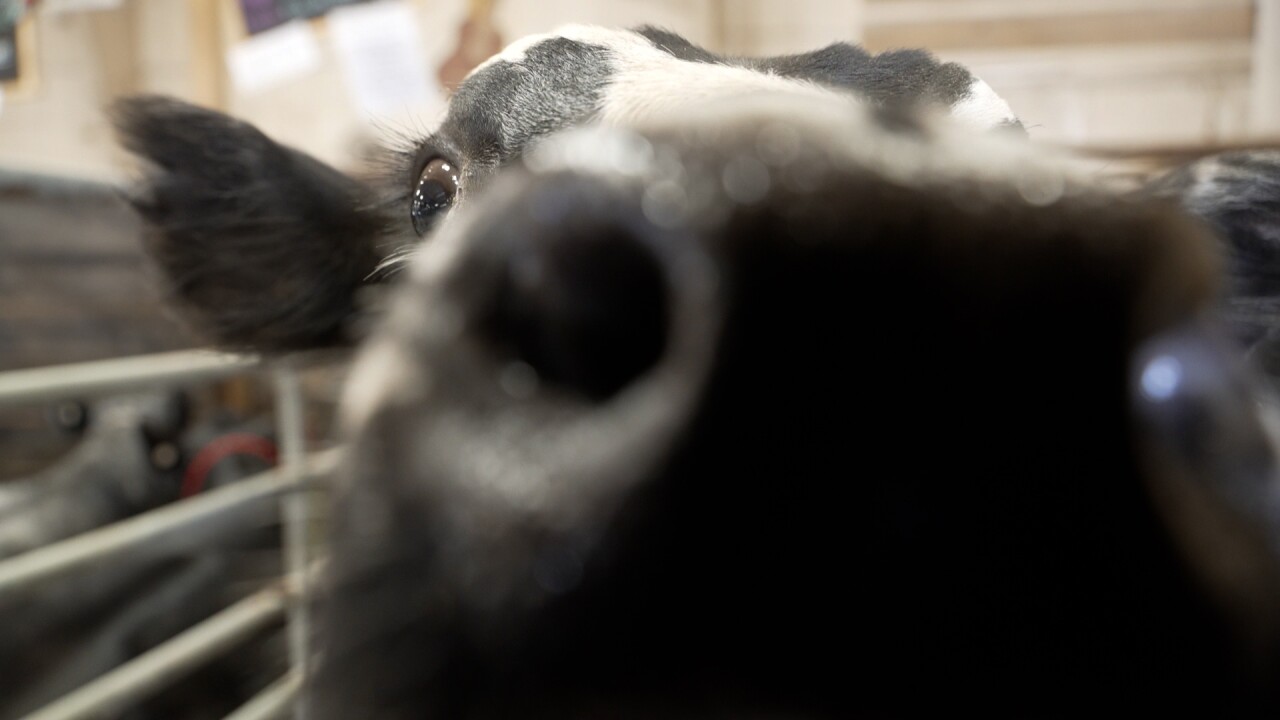 steer